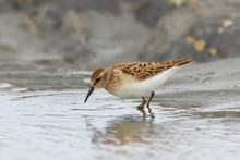 Extreme Close Up Of Least Sandpiper Walking In Water For Food