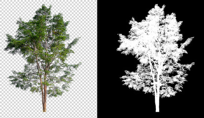 Wall Mural - isolated tree on transperret picture background with clipping path