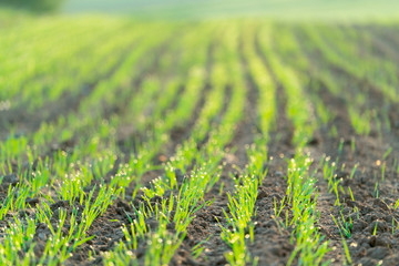 Canvas Print - Agricultural field with green shoots of plants