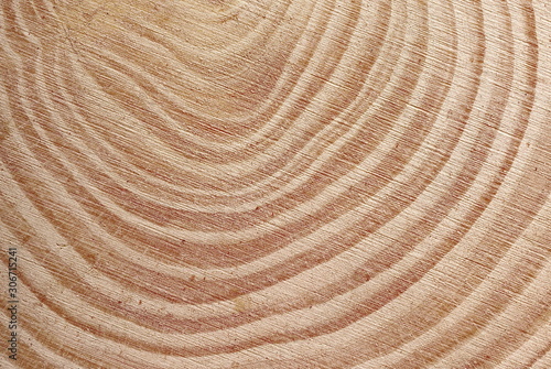 Cuadros en Lienzo Cross section of tree trunk background and texture
