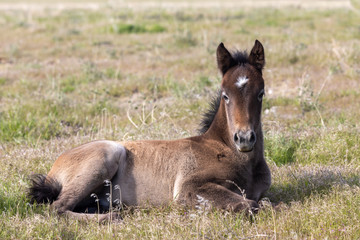 Sticker - Wild horse Foal in the Utah Desert