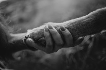 Wall Mural - owner holds her dogs paw close up