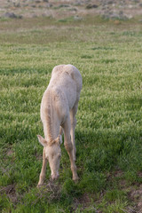 Canvas Print - Wild horse Foal in the Utah Desert