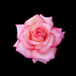 Beautiful pink rose isolated on a black background