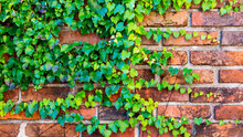 Ivy Growing On A Brick Wall Background