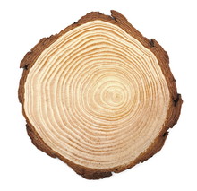 Cross Section Of Tree Trunk Isolated On White Background