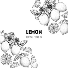 Lemon Hand Drawn Package Design. Vector Illustration. Lemon Sketch For Menu Design, Brochure Illustration. Black And White Design. Citrus Lemon Pattern Illustration.