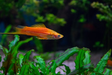 Small Orange Fish Green Swordtail (Xiphophorus Hellerii)