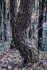 tree in the forest