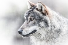 Scary Dark Gray Wolf (Canis Lupus)