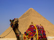 Camel in front of the Great Pyramid of Giza. In Cairo, Egypt