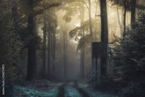 Dekoracja na wymiar  swiatlo-sloneczne-w-lesie-z-mgla