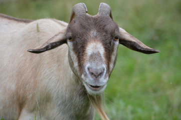 Canvas Print - Pregnant goat in the pasture