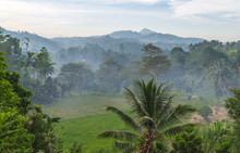 Mist Morning Rainforest Jungle