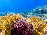 Fototapeta Do akwarium - colorful corals and exotic fishes at the bottom of the Red sea. beautiful natural summer background