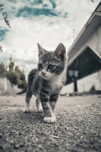 Dolce Gatto Camminando Su Strada