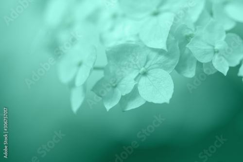 Beautiful floral background.