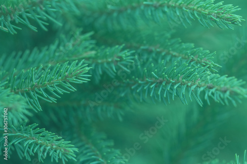 Green evergreen background.