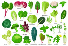 Vegetable Lettuce Cartoon Vector Icon.Illustration Of Isolated Cartoon Icon Vegetable Salad . Vector Illustration Set Lettuce Leaf And Cabbage.