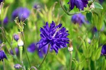 Wall Mural - Blue Wild Flower on Meadow Portrait