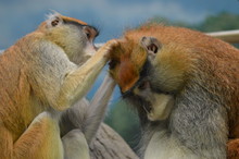 Patas Monkeys Grooming Each Other