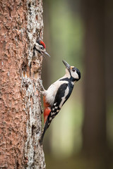 Wall Mural - The Great Spotted Woodpecker, Dendrocopos major is feeding its chicks before they will have the first flight out. Nesting cavity is in old dry tree, green background.