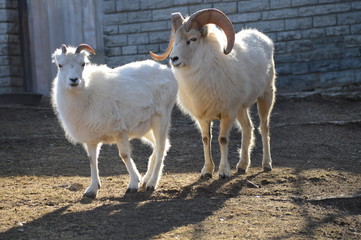 Poster - Dall sheep in the outdoors