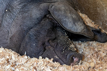 The portrait of smiling pig is lying on pile of sawdust  in the cattle shed, close up. Domestic pig -  Sus scrofa f. domestica at farm.