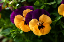 Purple With Yellow Pansies