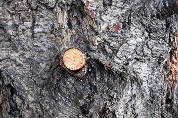 Natural wooden background bark of the tree with scratches and cut branches.