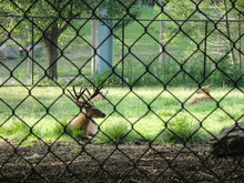 Fenced In Deer Buck In Captivity