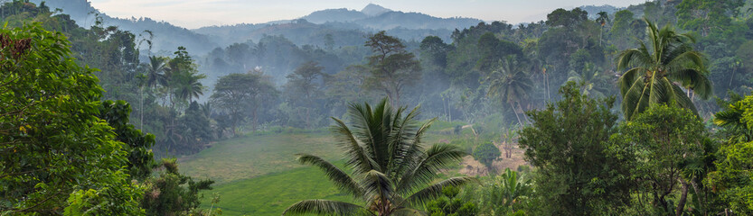 mist rainforest jungle background