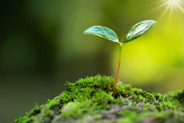 little tree growing on moss with sunlight and green environment in nature hope concept