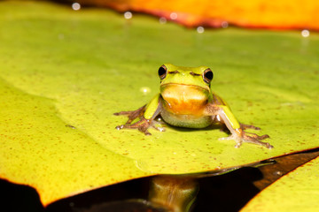 Wall Mural - Close up of a Wallum sedge frog also known as a Olongburra frog.