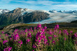 Purple wildflowers in Alaska's alpine climate in Kenai Fjords National Park