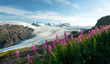 © Jesse - Purple wildflowers in Alaska's alpine climate in Kenai Fjords National Park
