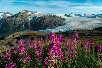 purple wildflowers in alaska's alpine climate in kenai fjords national park