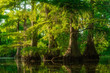 © Abby - Cypress Swamp