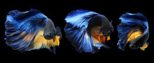 Betta Fish, Siamese Fighting Fish, Betta Splendens Isolated On Black Background, Fish On Black Background, Multi Color Siamese Fighting Fish,