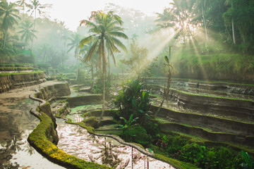 beautiful sunrise over famous balinese landmark tegalalang rice terraces. magic sun rays, amazing li