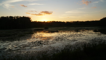 Wall Mural - Louisiana swamp sunset and silhouettes