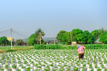 Wall Mural - Farmer mowing grass with a hoe and clean up the growing strawberry farm in the afternoon.