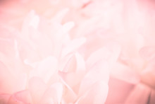 Beautiful Abstract Color Pink And White Flowers Background And Pink Flower Frame And White And Pink Background Texture 