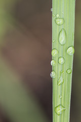 Wall Mural - Leaves with drops of water. Can be used as background