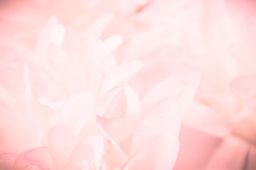 Beautiful abstract color pink and white flowers background and pink flower frame and white and pink background texture 