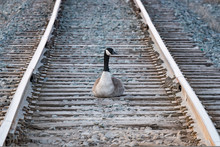 Trespassing Canada Goose Sitting On Railway Tracks