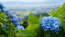 The Blue Beautiful Hydrangea Flowers And Green Leave Growth On The Mountainside With The Town View Background.