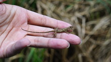 A Small Lizard(Japalura Polygonata) On Hand. 