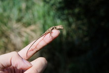 A Small Lizard(Japalura Polygonata) On Finger. 