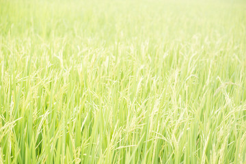 Green Rice Field